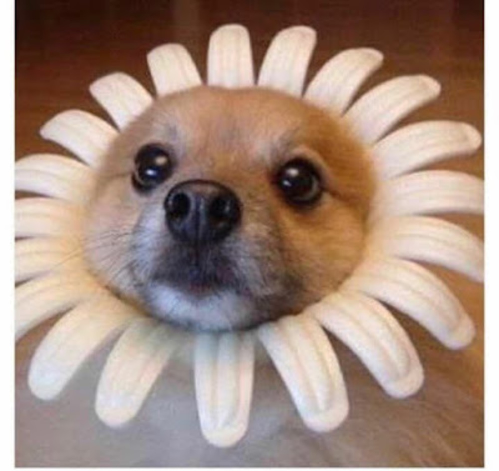 Meet your Posher, Ari